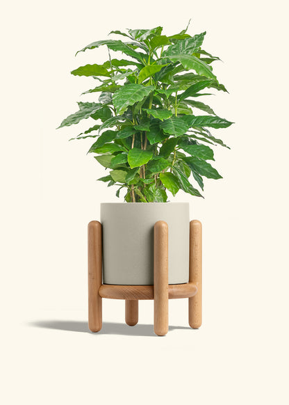 Coffee Plant in a 6 inches Oat Classic Cylinder Planter in a Beech Wood Stand