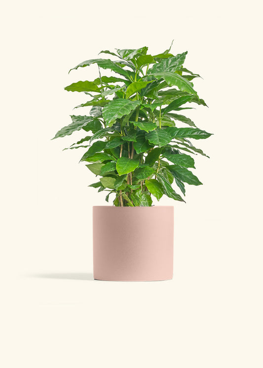 Coffee Plant in a 6 inches Pink Classic Cylinder Planter in a Shamrock Petal Drip Tray