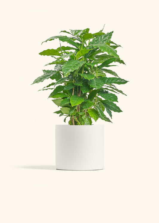 Coffee Plant in a 6 inches White Classic Cylinder Planter 