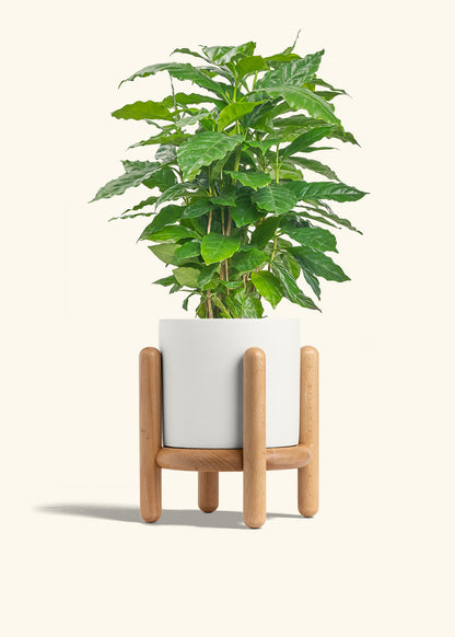 Coffee Plant in a 6 inches Pink Classic Cylinder Planter 