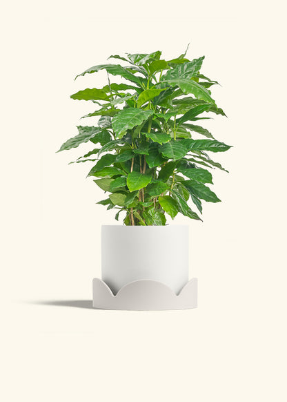 Coffee Plant in a 6 inches White Classic Cylinder Planter in a Beech Wood Stand