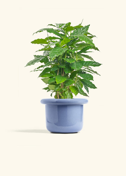Coffee Plant in a 6 inches Fat Lip Blue Planter 