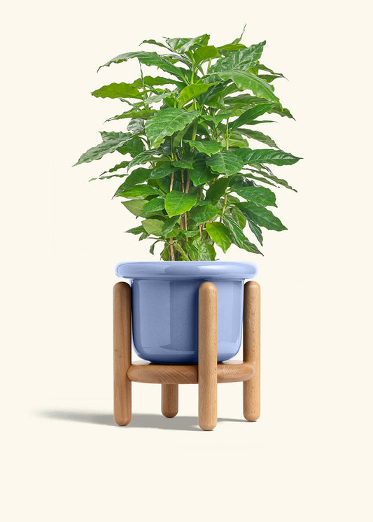 Fat Lip Planter Stand Combo, Cornflower