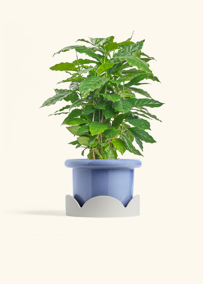 Coffee Plant in a 6 inches Fat Lip Blue Planter in a Oat Petal Drip Tray