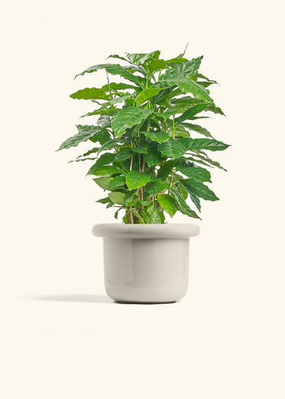 Coffee Plant in a 6 inches Fat Lip Oat Planter 