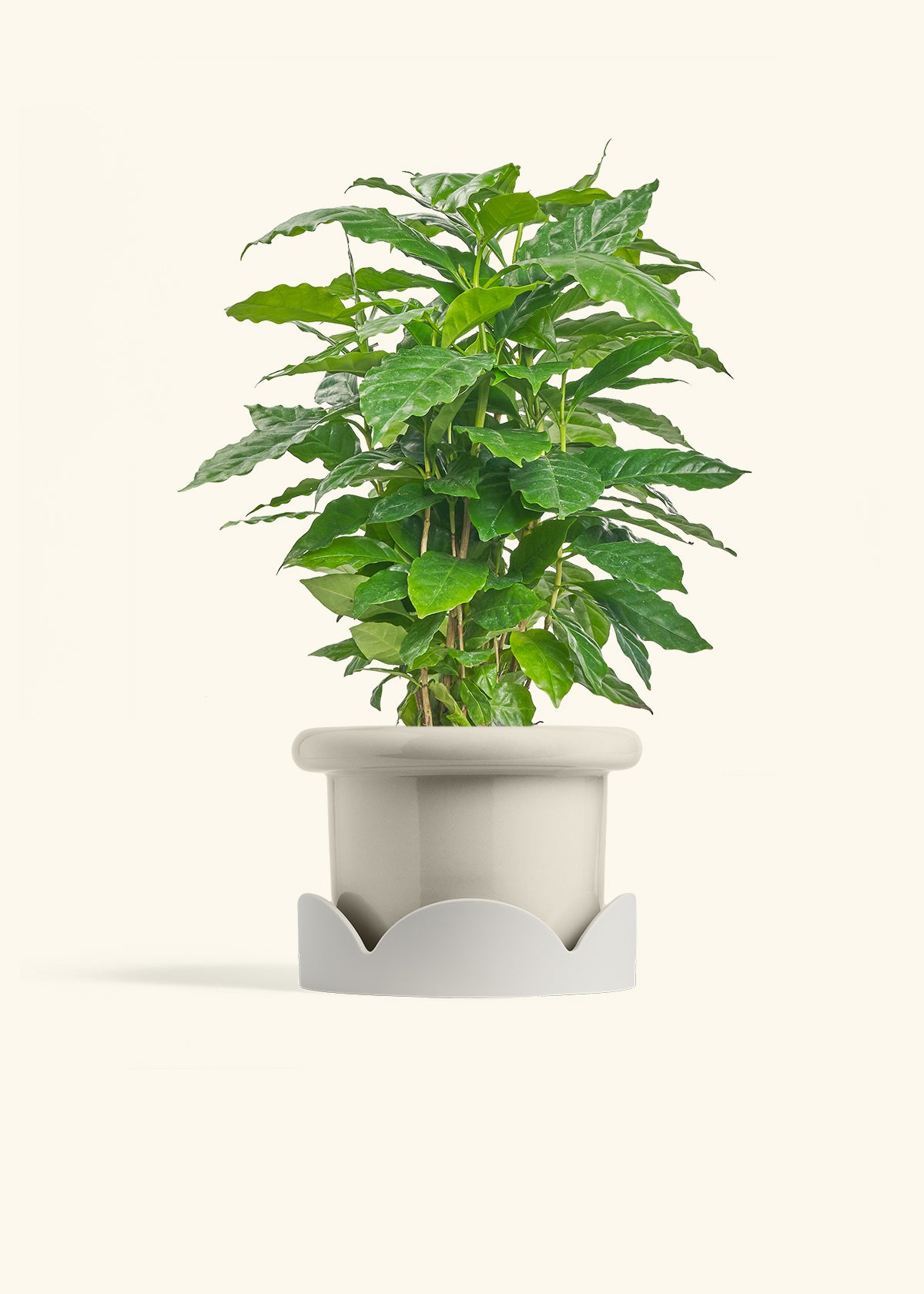 Coffee Plant in a 6 inches Fat Lip Oat Planter in a Oat Petal Drip Tray