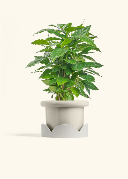Coffee Plant in a 6 inches Fat Lip Oat Planter in a Oat Petal Drip Tray