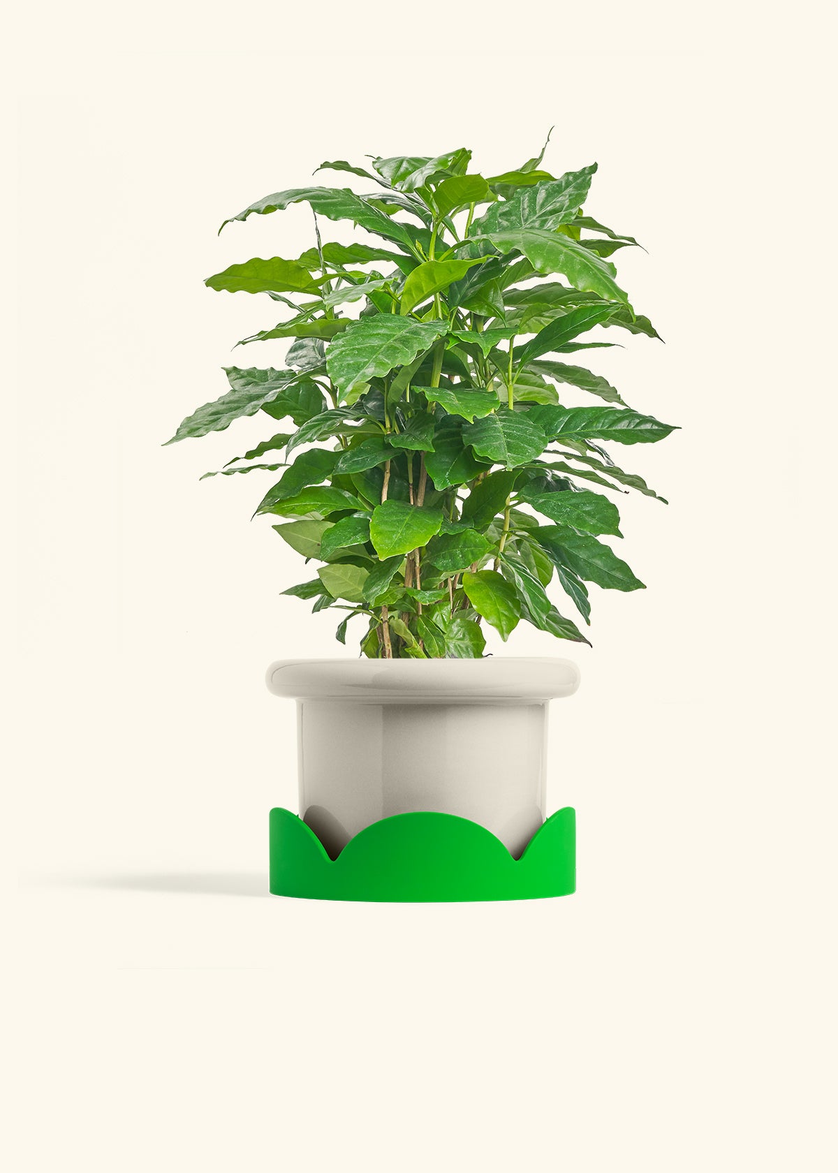 Coffee Plant in a 6 inches Fat Lip Oat Planter in a Shamrock Petal Drip Tray