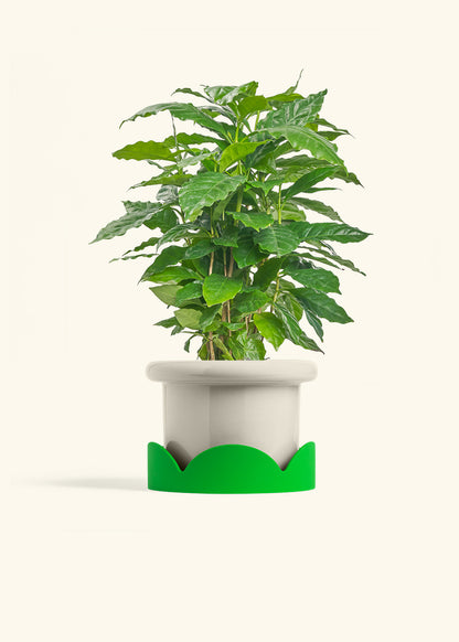 Coffee Plant in a 6 inches Fat Lip Oat Planter in a Shamrock Petal Drip Tray