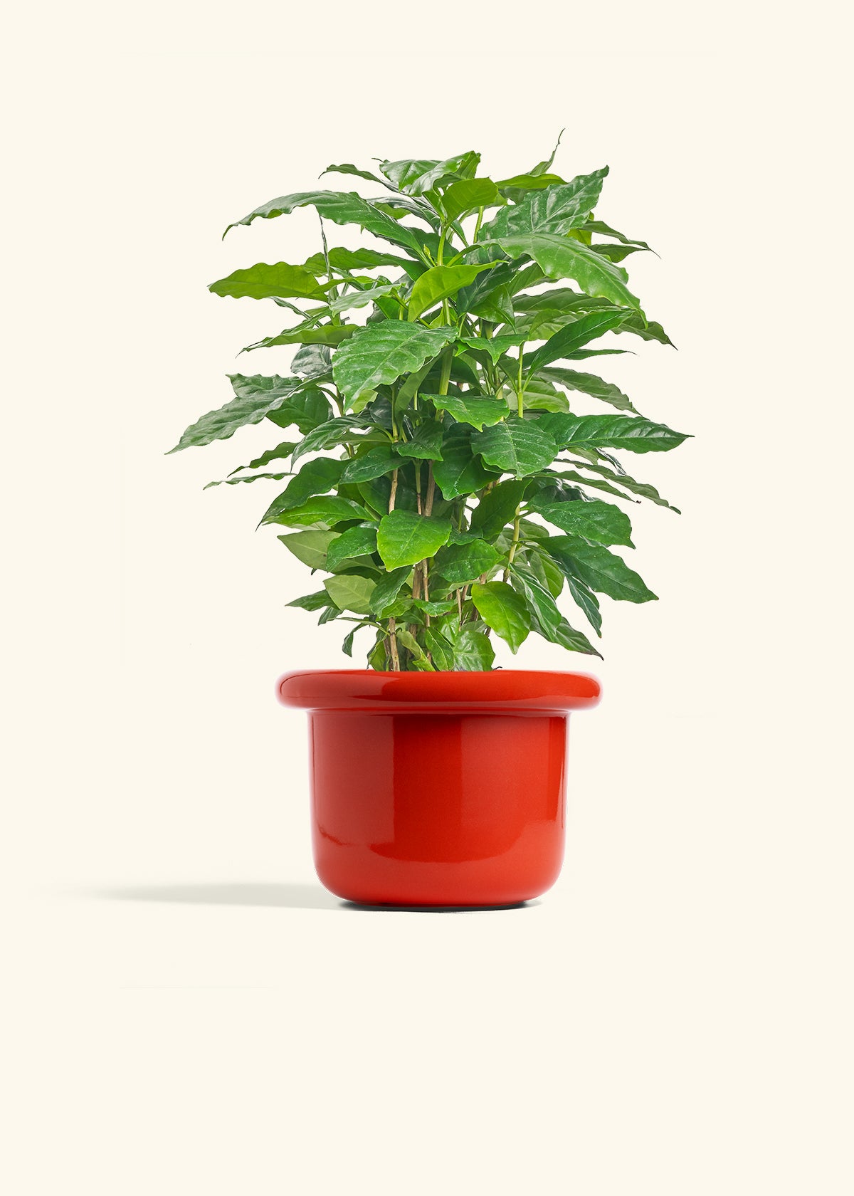 Coffee Plant in a 6 inches Fat Lip Red Planter 