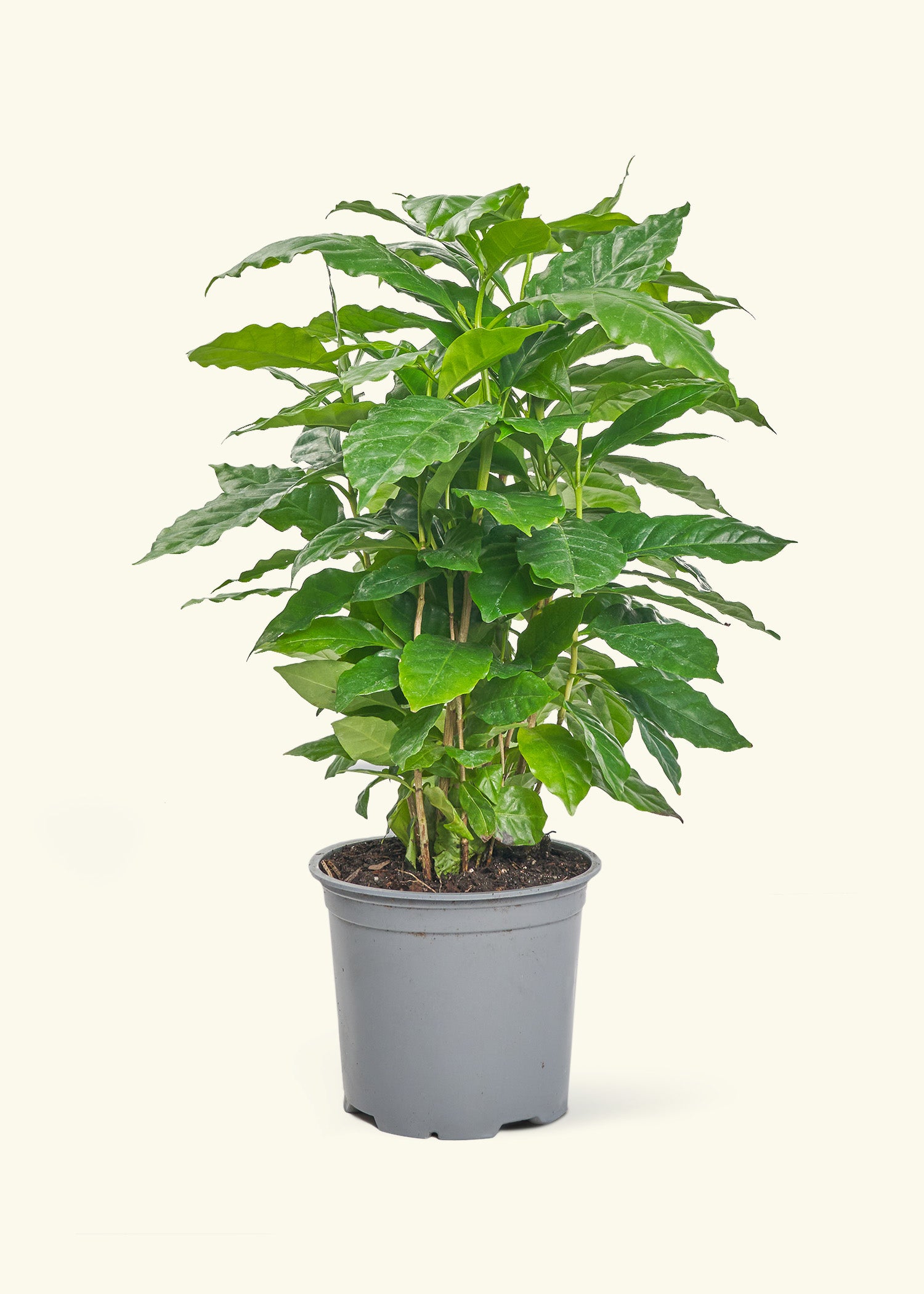 growing coffee plants in pots Coffee Plant