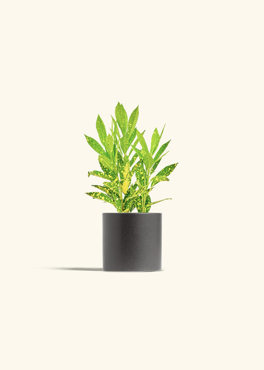 Gold Dust Croton in a 4 inches Charcoal Classic Cylinder Planter 
