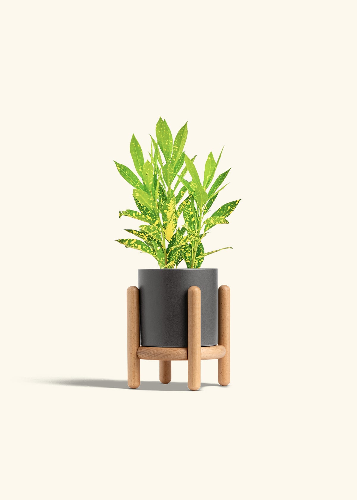 Gold Dust Croton in a 4 inches Charcoal Classic Cylinder Planter in a Beech Wood Stand