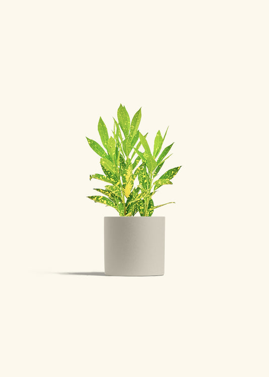 Gold Dust Croton in a 4 inches Oat Classic Cylinder Planter 