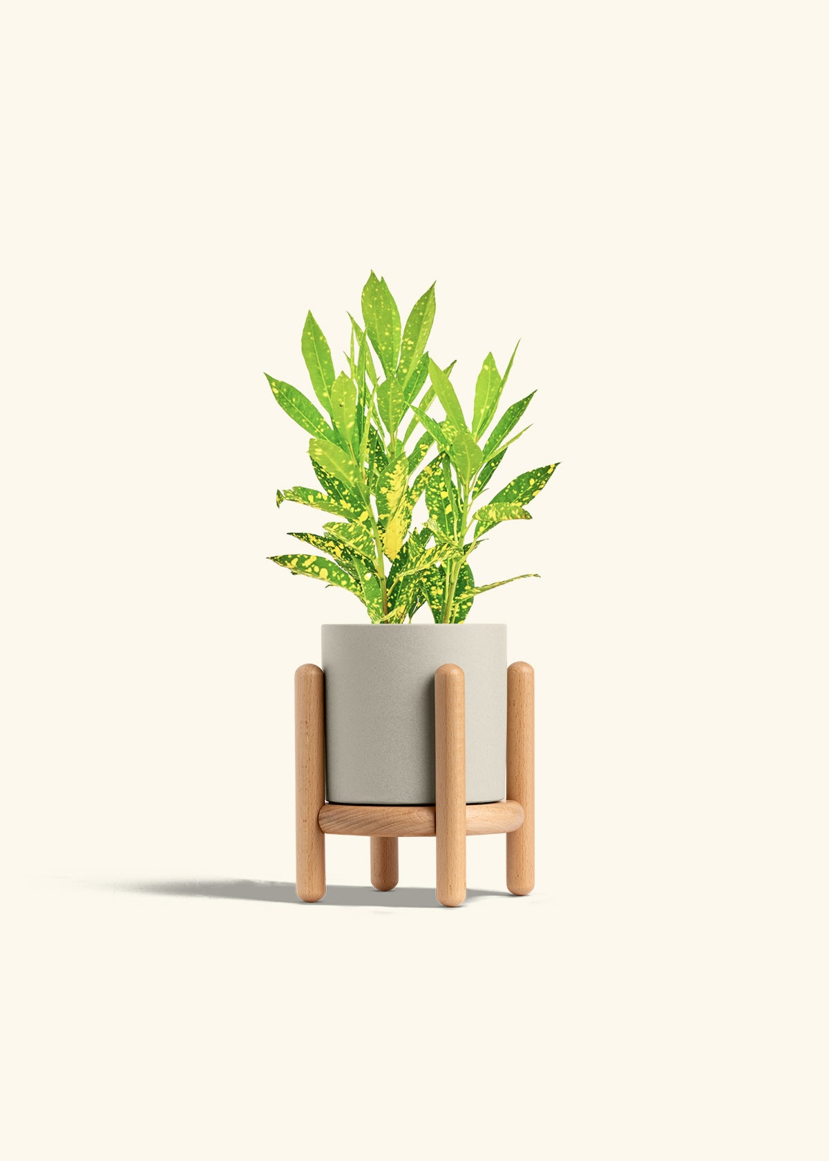 Gold Dust Croton in a 4 inches Oat Classic Cylinder Planter in a Beech Wood Stand