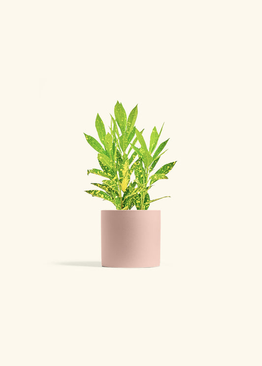 Gold Dust Croton in a 4 inches Pink Classic Cylinder Planter 
