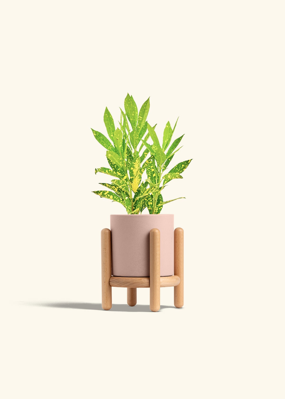 Gold Dust Croton in a 4 inches Pink Classic Cylinder Planter in a Beech Wood Stand