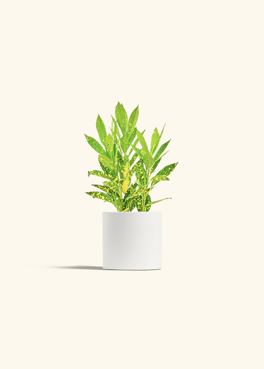 Gold Dust Croton in a 4 inches White Classic Cylinder Planter 