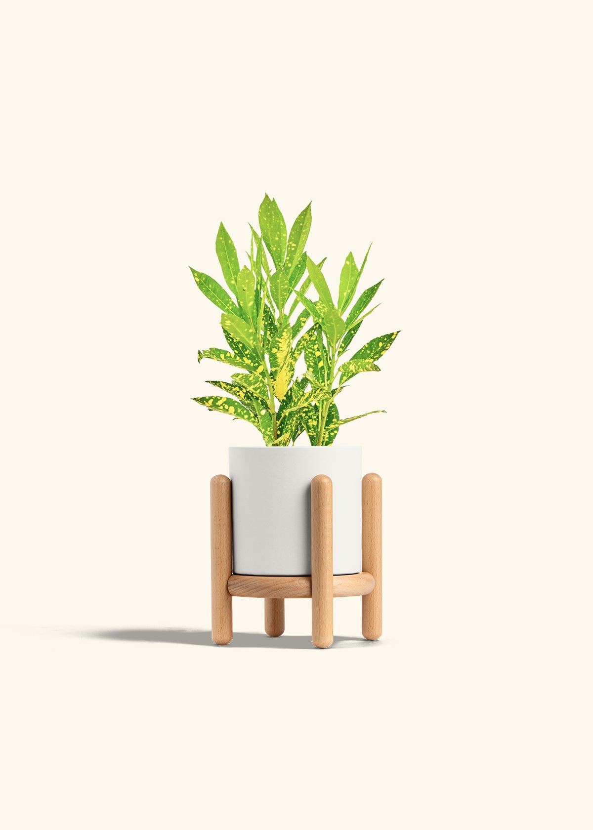 Gold Dust Croton in a 4 inches White Classic Cylinder Planter in a Beech Wood Stand