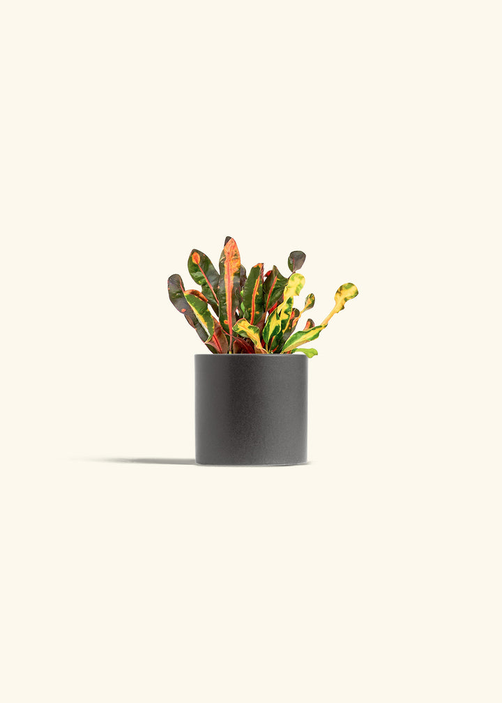 Variegated Croton in a 4 inches Pink Classic Cylinder Planter 