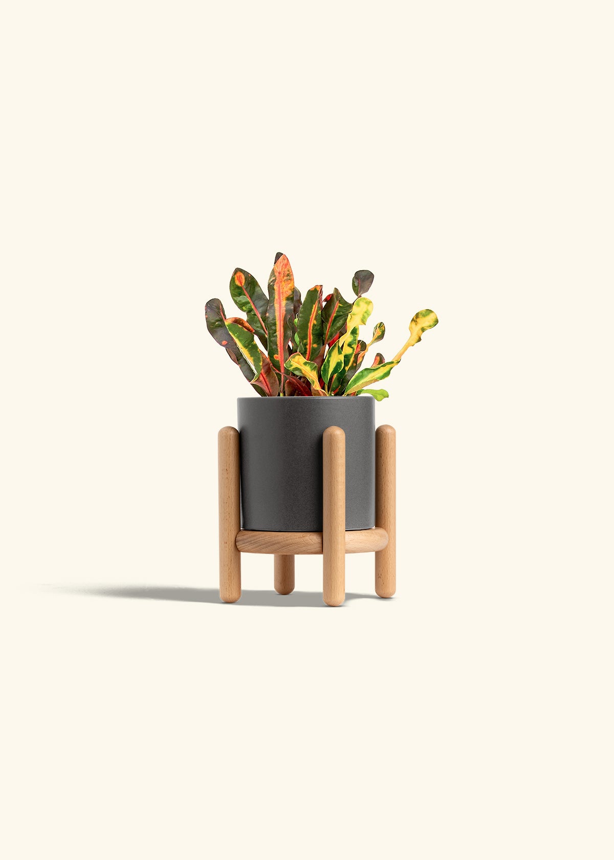 Variegated Croton in a 4 inches Pink Classic Cylinder Planter in a Beech Wood Stand
