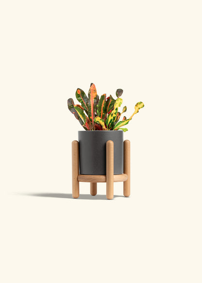 Variegated Croton in a 4 inches Pink Classic Cylinder Planter in a Beech Wood Stand