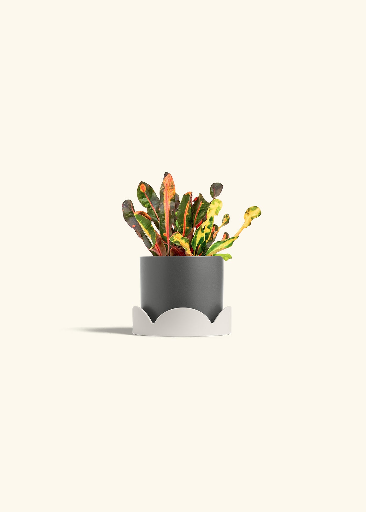 Variegated Croton in a 4 inches Pink Classic Cylinder Planter in a Oat Petal Drip Tray
