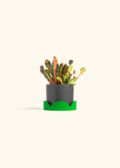 Variegated Croton in a 4 inches Pink Classic Cylinder Planter in a Shamrock Petal Drip Tray