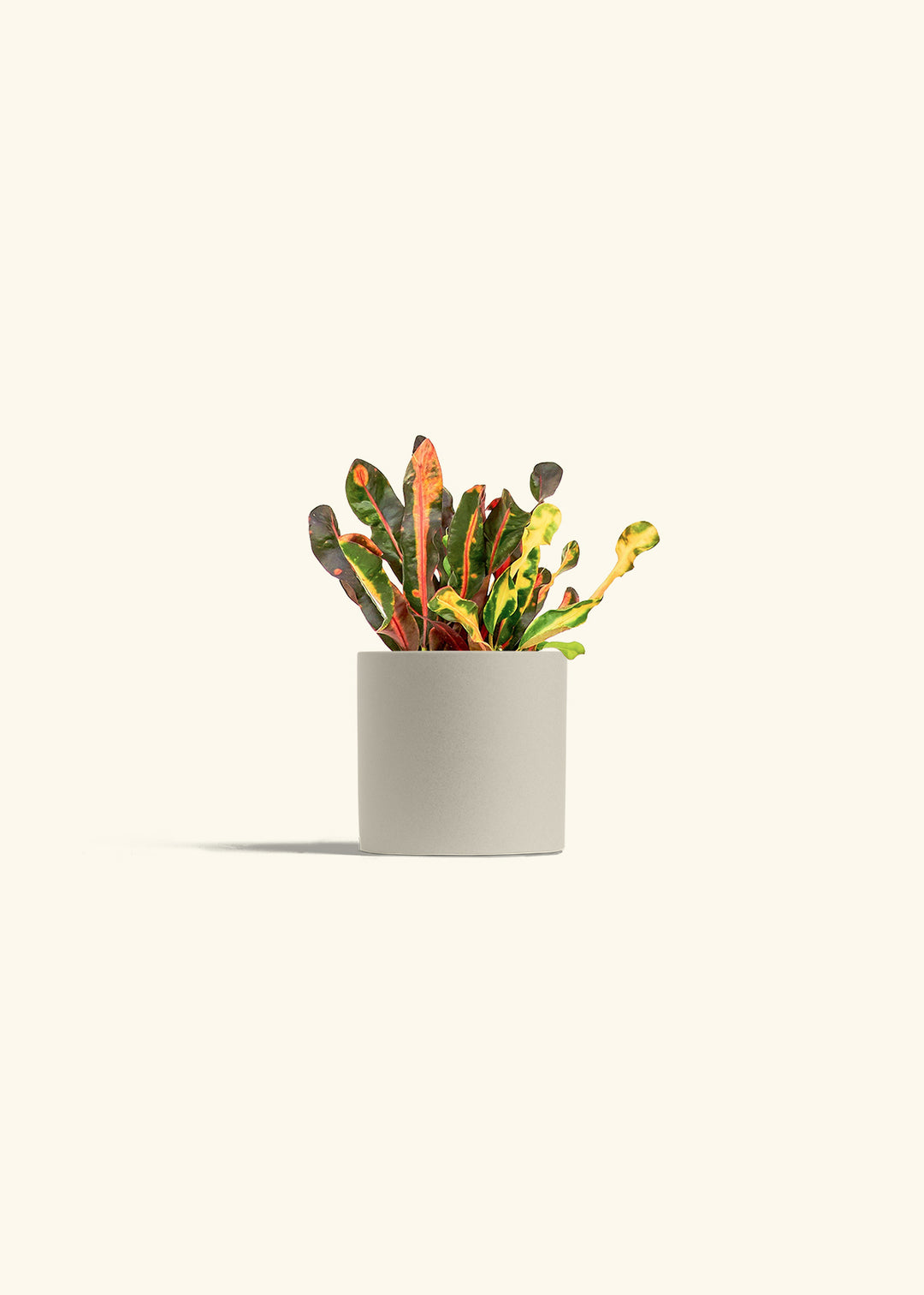 Variegated Croton in a 4 inches Charcoal Classic Cylinder Planter 