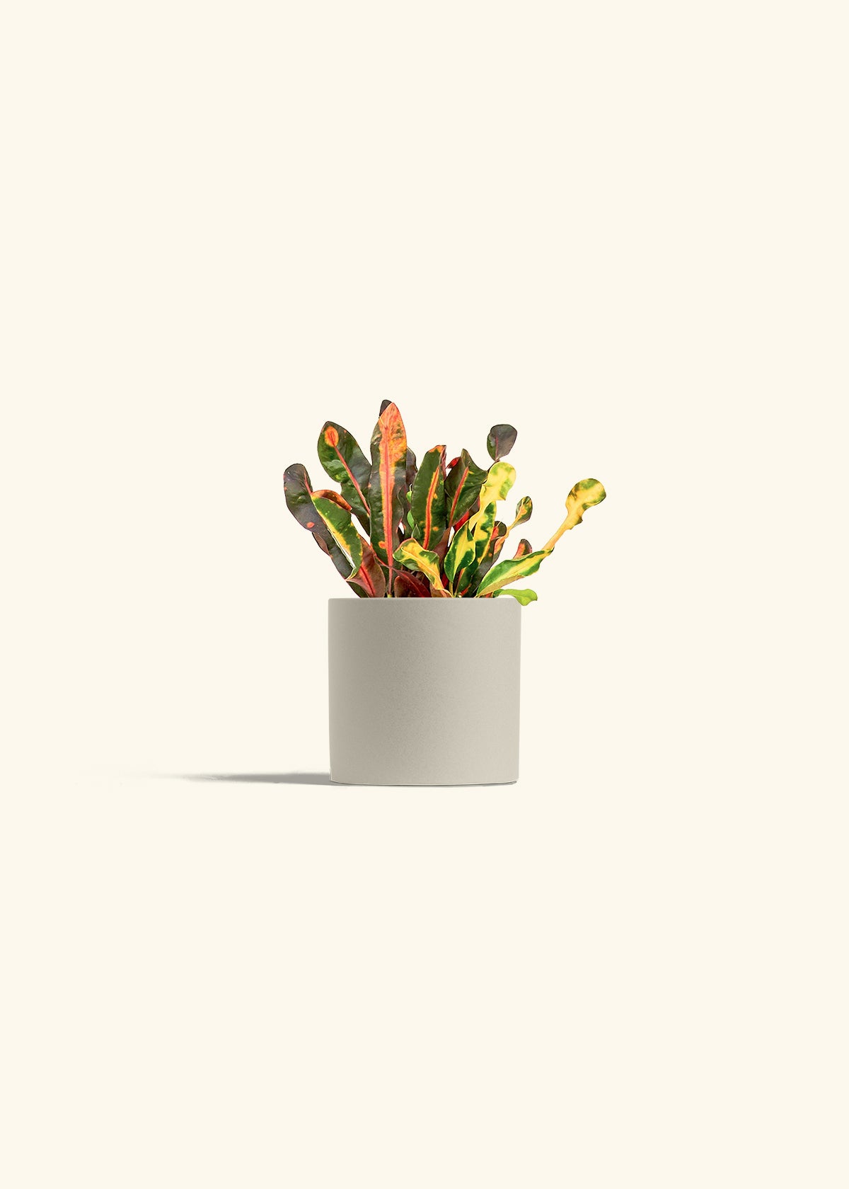 Variegated Croton in a 4 inches Charcoal Classic Cylinder Planter 