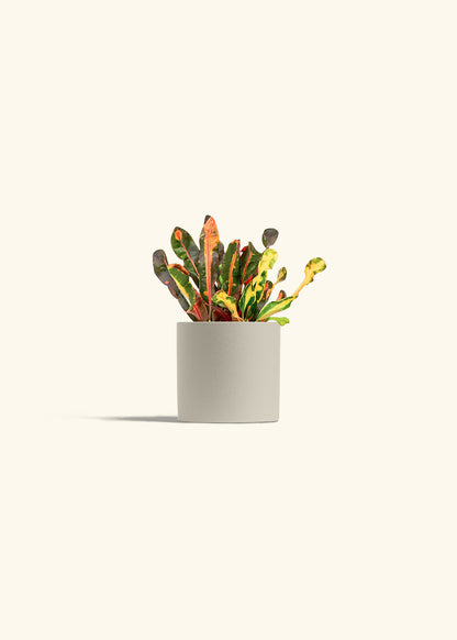 Variegated Croton in a 4 inches Charcoal Classic Cylinder Planter 