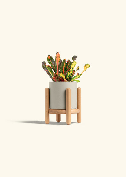 Variegated Croton in a 4 inches Charcoal Classic Cylinder Planter in a Beech Wood Stand