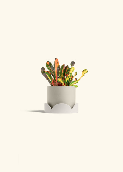 Variegated Croton in a 4 inches Charcoal Classic Cylinder Planter in a Oat Petal Drip Tray