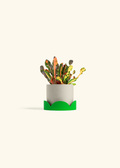 Variegated Croton in a 4 inches Charcoal Classic Cylinder Planter in a Shamrock Petal Drip Tray