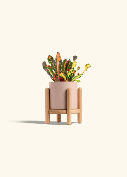 Variegated Croton in a 4 inches Oat Classic Cylinder Planter in a Beech Wood Stand