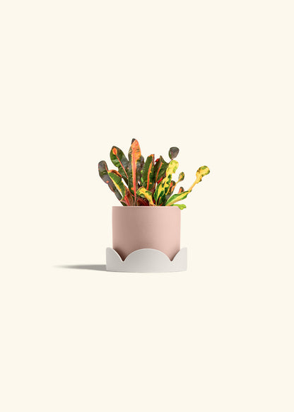 Variegated Croton in a 4 inches Oat Classic Cylinder Planter in a Oat Petal Drip Tray