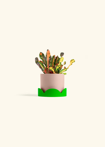 Variegated Croton in a 4 inches Oat Classic Cylinder Planter in a Shamrock Petal Drip Tray