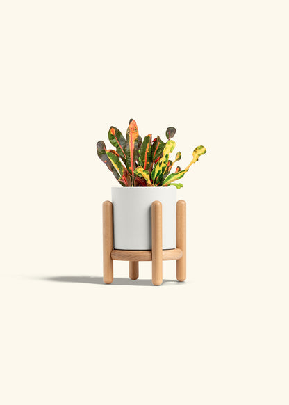 Variegated Croton in a 4 inches White Classic Cylinder Planter in a Beech Wood Stand