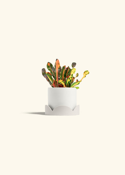 Variegated Croton in a 4 inches White Classic Cylinder Planter in a Oat Petal Drip Tray