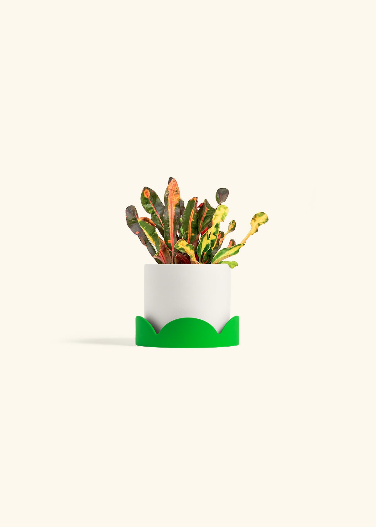 Variegated Croton in a 4 inches White Classic Cylinder Planter in a Shamrock Petal Drip Tray