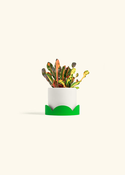 Variegated Croton in a 4 inches White Classic Cylinder Planter in a Shamrock Petal Drip Tray
