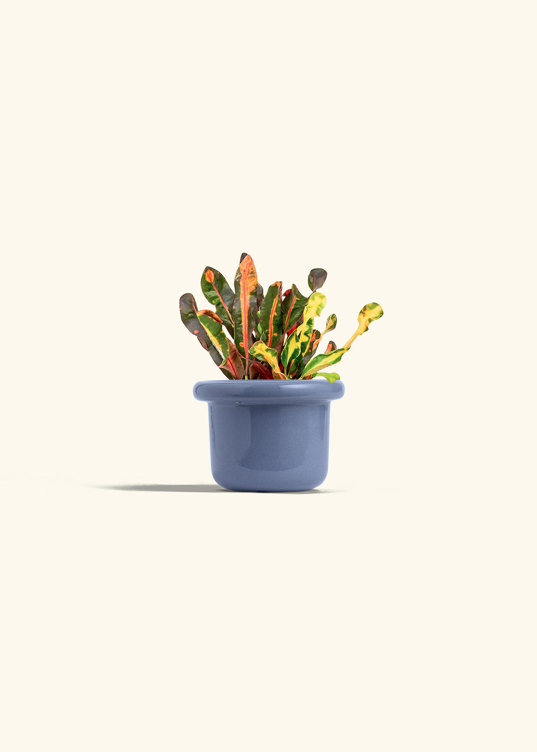 Variegated Croton in a 4 inches Fat Lip Blue Planter 