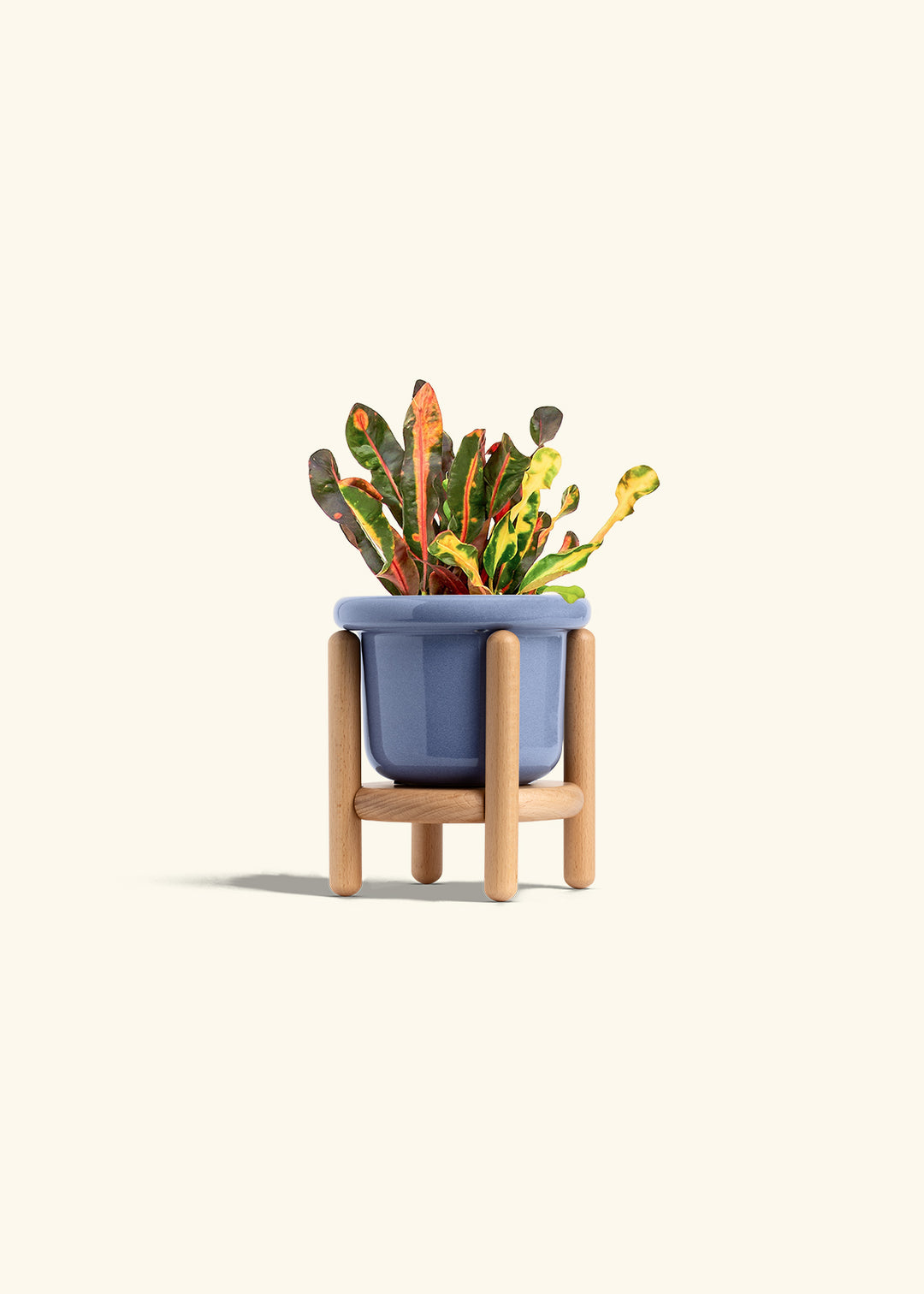 Variegated Croton in a 4 inches Fat Lip Blue Planter in a Beech Wood Stand