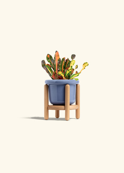 Variegated Croton in a 4 inches Fat Lip Blue Planter in a Beech Wood Stand