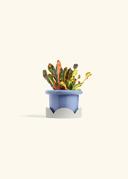 Variegated Croton in a 4 inches Fat Lip Blue Planter in a Oat Petal Drip Tray