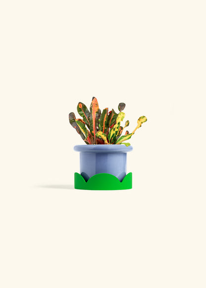 Variegated Croton in a 4 inches Fat Lip Blue Planter in a Shamrock Petal Drip Tray