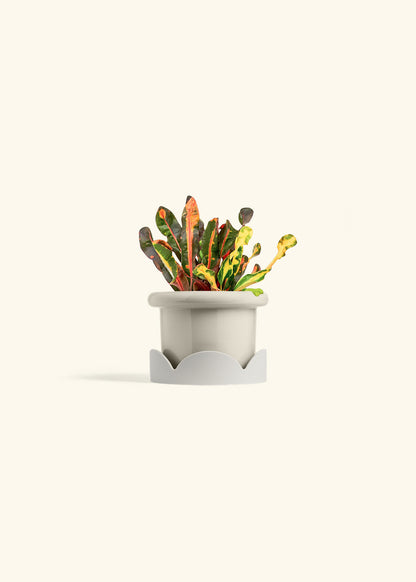 Variegated Croton in a 4 inches Fat Lip Oat Planter in a Oat Petal Drip Tray