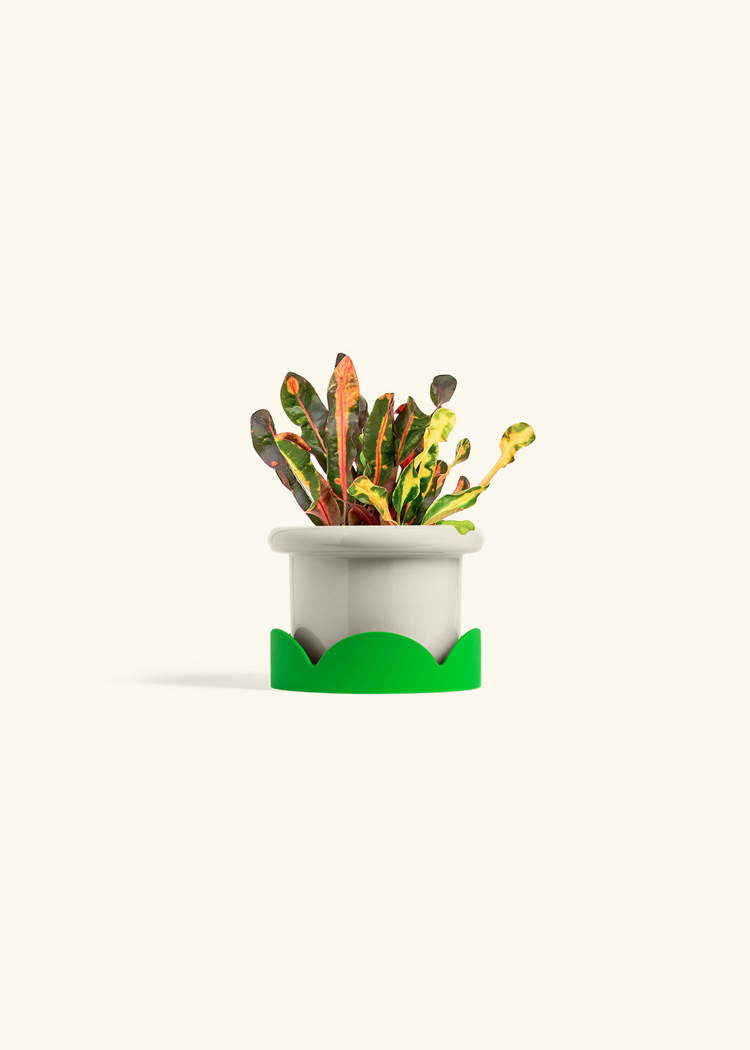 Variegated Croton in a 4 inches Fat Lip Oat Planter in a Shamrock Petal Drip Tray