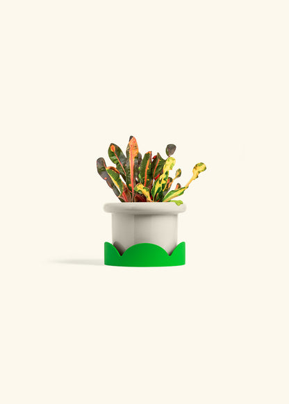 Variegated Croton in a 4 inches Fat Lip Oat Planter in a Shamrock Petal Drip Tray