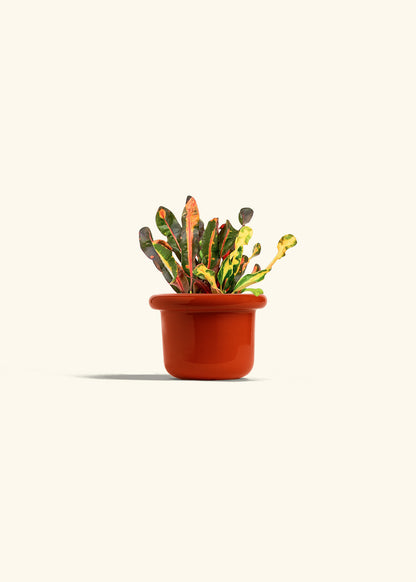 Variegated Croton in a 4 inches Fat Lip Red Planter 